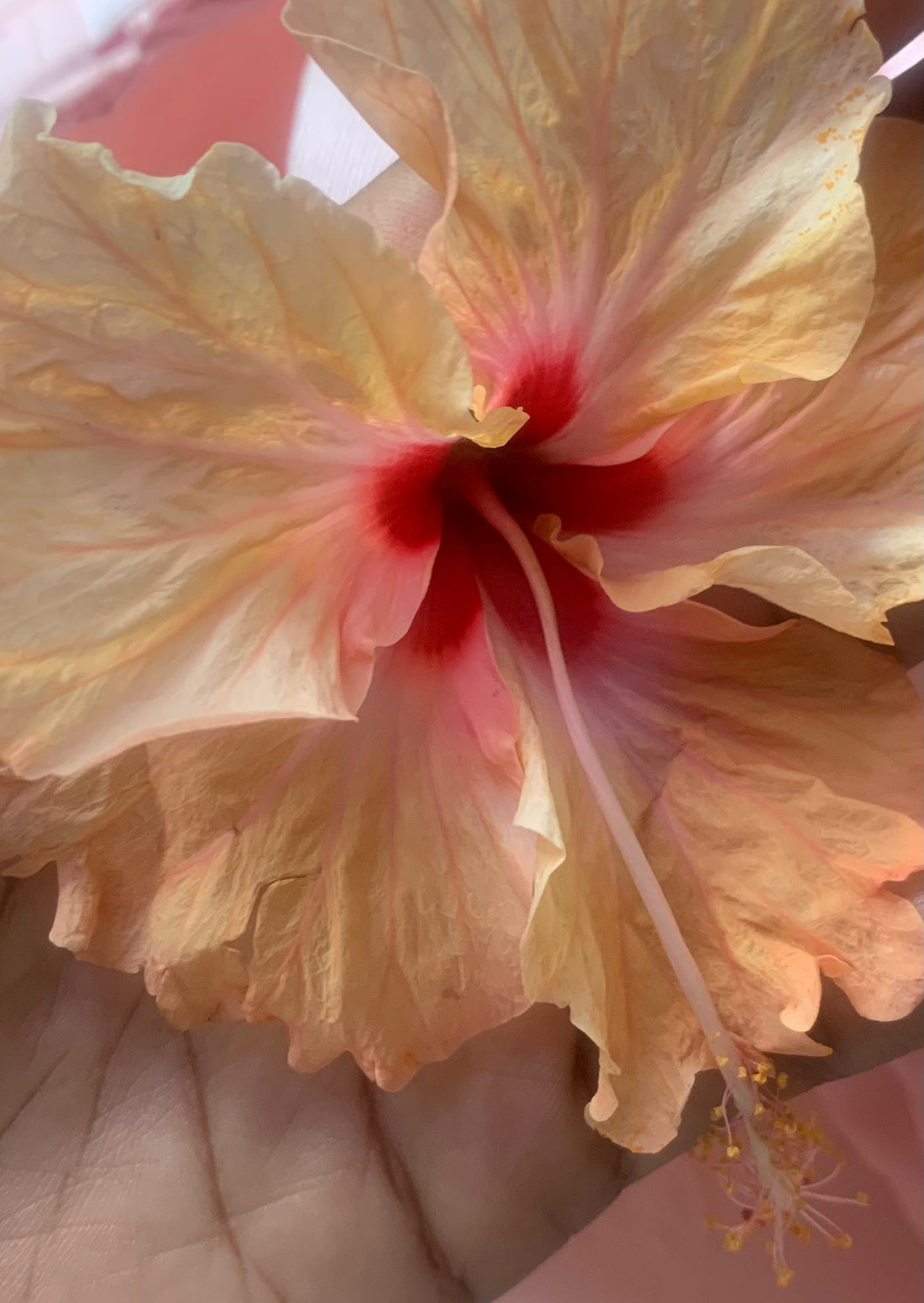 The Flower That Chose Me: A Hibiscus Ritual 🌺